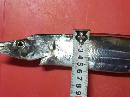 太刀魚、カサゴが釣れました